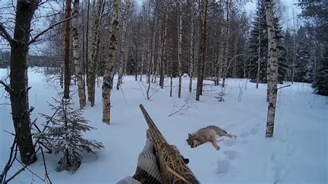 Чтобы лес был здоровым, в нем нужны волки