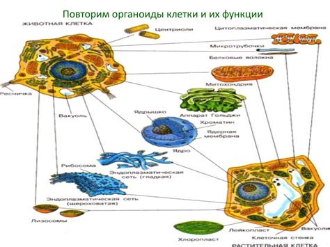 Что внутри клетки: органоиды и их функции