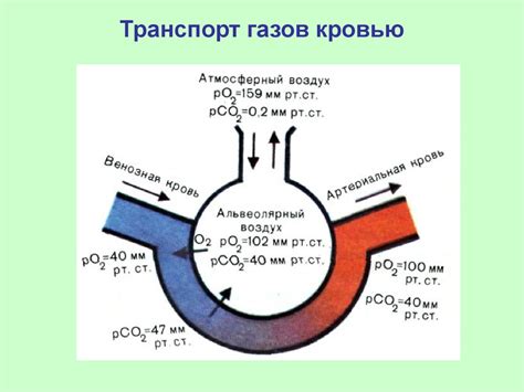 Что вызывает образование углекислого газа в организме