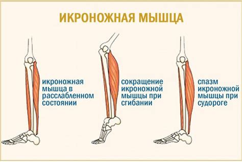 Что вызывает судороги во всех мышцах