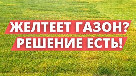 Что делать, если газон имеет особые требования перед зимой?