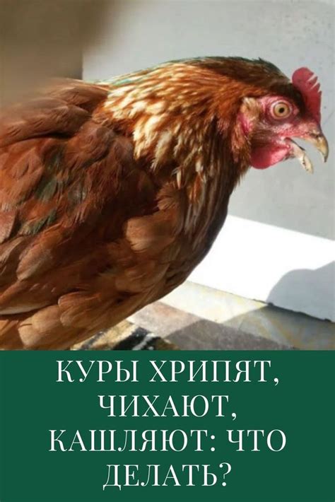 Что делать, если куры хрипят и закрывают глаза? Рекомендации ветеринаров