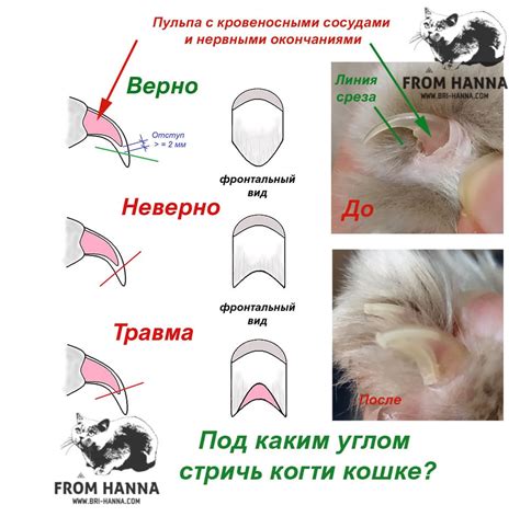 Что делать, если не удается самостоятельно стричь ногти котятам