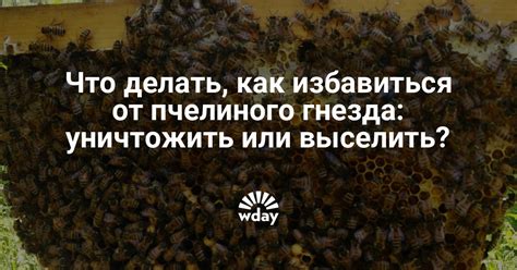 Что делать, чтобы избавиться от пчелиного гнезда: советы и рекомендации