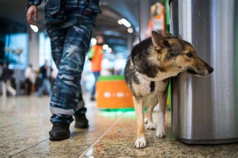 Что нужно избегать в питании собаки после прогулки