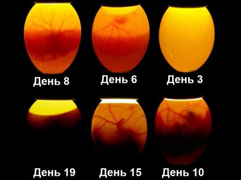 Что означают различные результаты проверки яиц на плавучесть