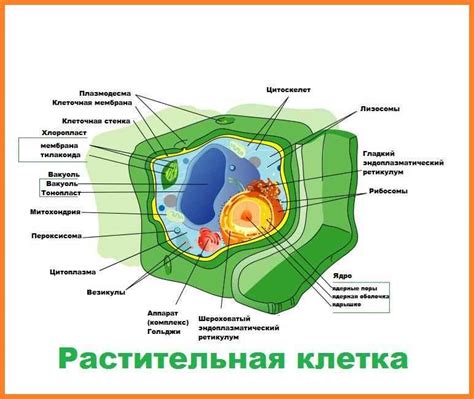 Что предотвращает растительные клетки от фагоцитоза?