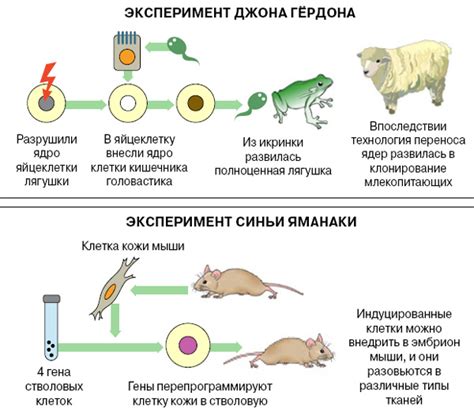 Что привело к замедлению темпов роста китайской розы?