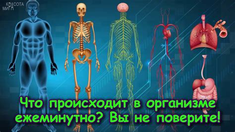 Что происходит в организме