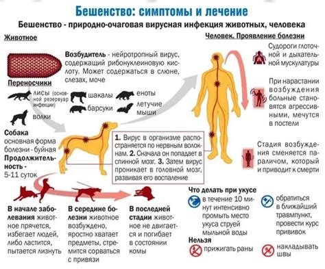 Что такое бешенство и как его предотвратить