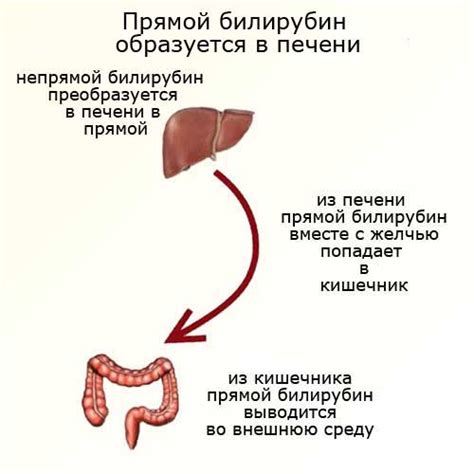 Что такое билирубин и почему его измеряют