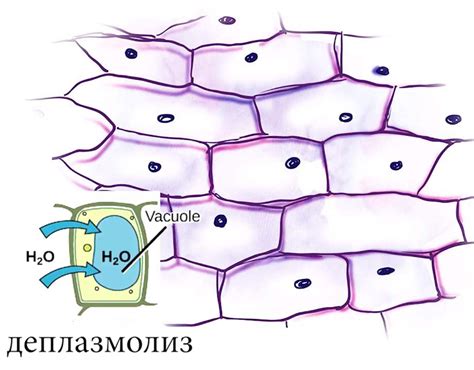 Что такое деплазмолиз и как он происходит