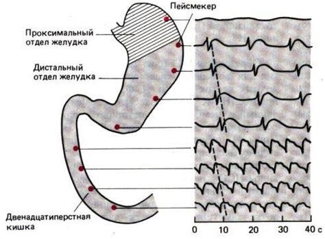 Что такое закусывание и запивание?