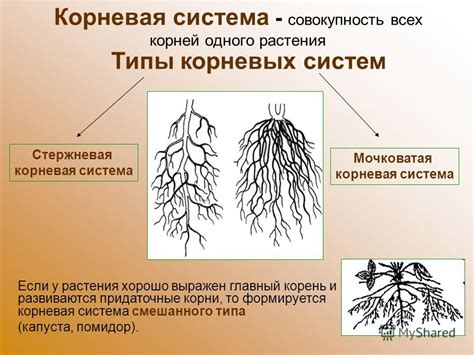 Что такое корневая рыжина?