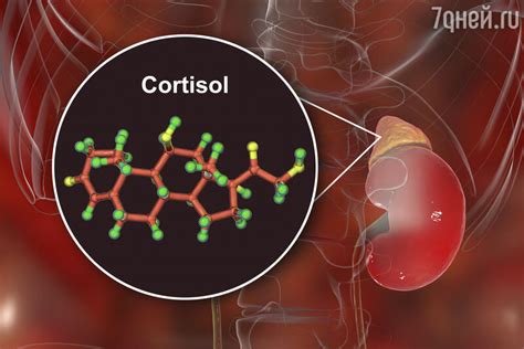 Что такое кортизол?