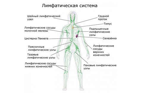 Что такое лимфодренаж и как он влияет на организм?