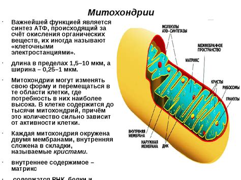 Что такое митохондрии и какова их роль в клетке?