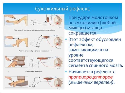 Что такое неврологические рефлексы?