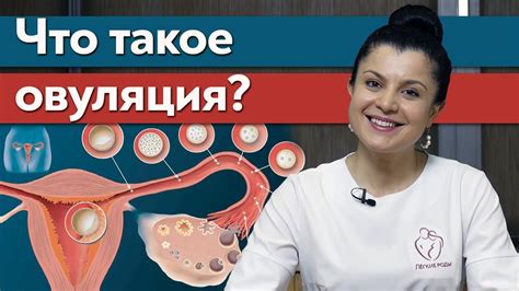 Что такое овуляция: ключевые понятия и определения