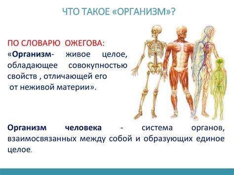 Что такое организм человека и как он устроен