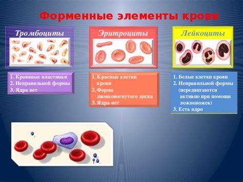 Что такое осмоляльность крови и почему она важна?