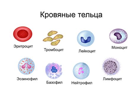 Что такое повышенные нейтрофилы?