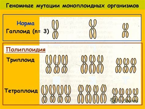 Что такое полиплоидия и как она работает?