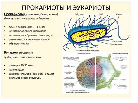 Что такое прокариоты?