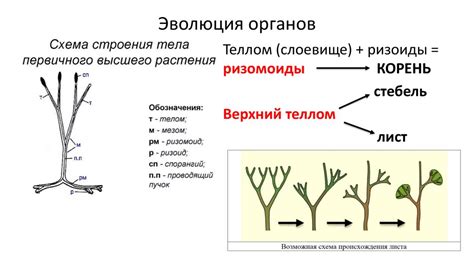 Что такое ризоиды и как они функционируют?