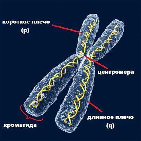 Что такое синхронизация хромосом