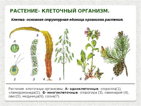 Что такое структурная единица растения