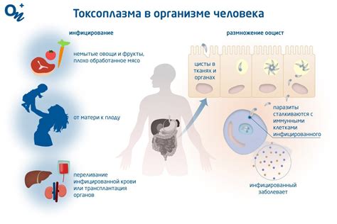 Что такое токсоплазмоз и как опасно это заболевание