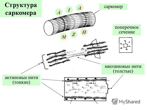 Что такое толстые миозиновые нити?