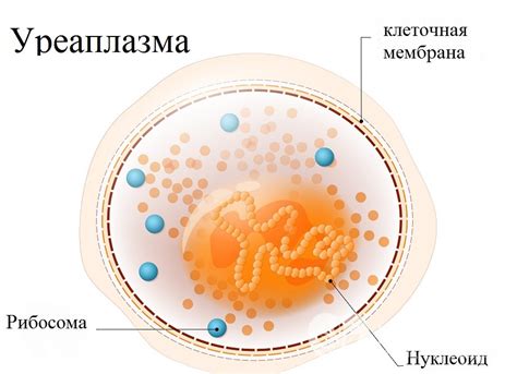 Что такое уреаплазма?