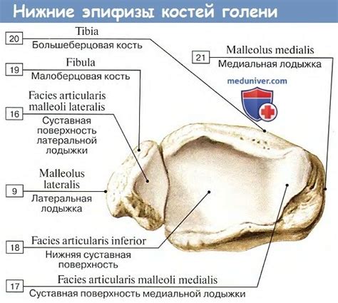 Что такое фибула?