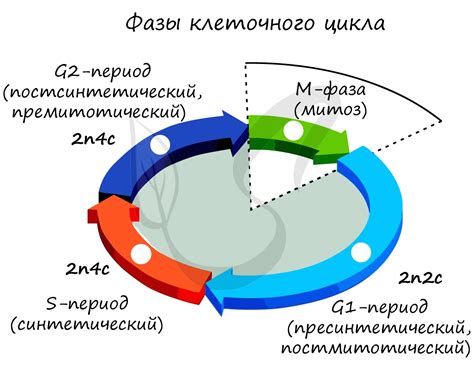 Что такое цикл?