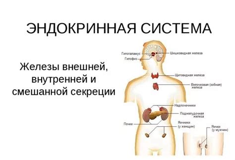 Что такое эндокринная система и как она работает