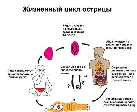 Что такое энтеробиоз