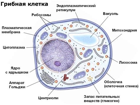 Что такое эукариотические организмы?