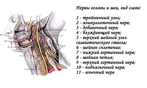 Что такое языкоглоточный нерв и его функции