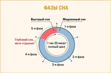 Что такое REM-фаза?