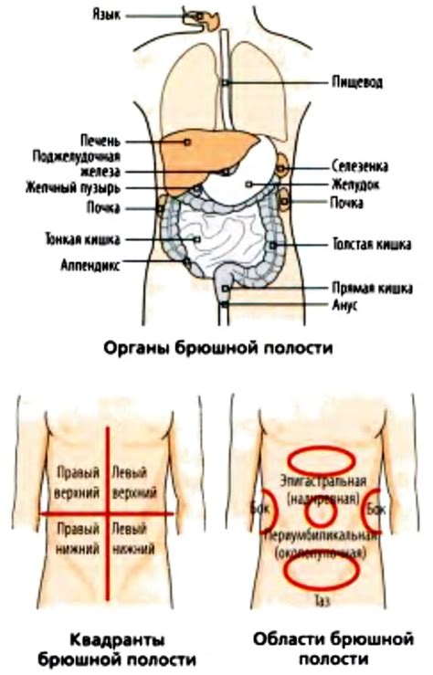 Чувствительность брюшной полости