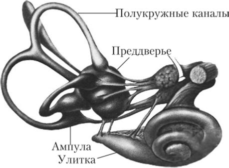 Чувствительность вестибулярного аппарата