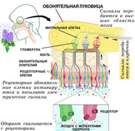 Чувствительность запахов