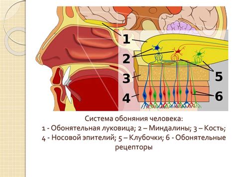 Чувствительность органов обоняния