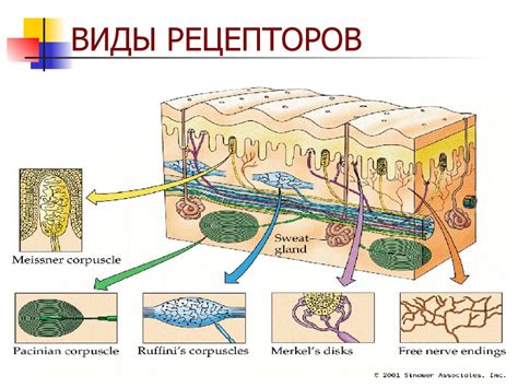 Чувствительность рецепторов насыщения и маленькие порции