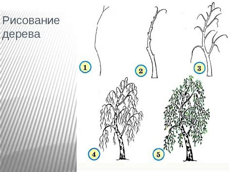 Шаги для рисования деревьев в графике