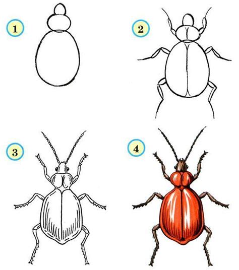 Шаги и техники рисования жука из овала