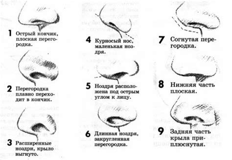 Шаги по нарисованию носа в профиль