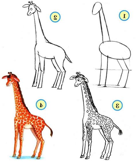 Шаги по рисованию жирафа карандашом